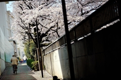 spring for tokyoites 2018