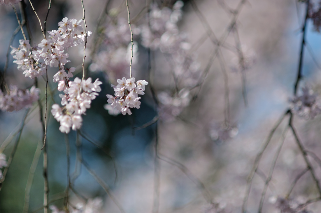 spring for tokyoites 2019