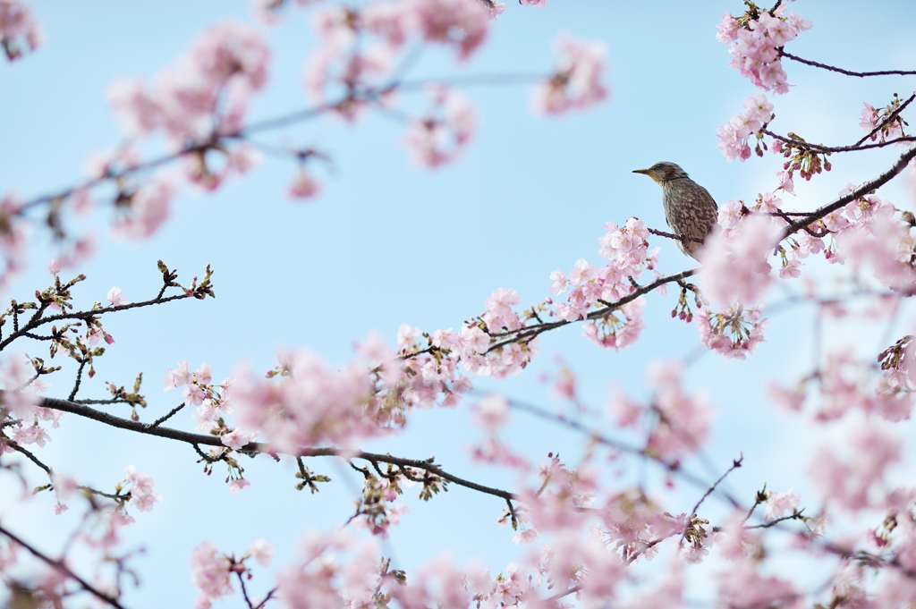 spring for tokyoites 2020
