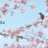 spring for tokyoites 2020