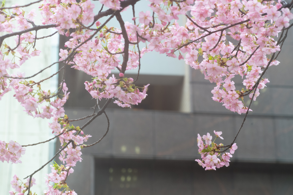 spring for tokyoites 2024