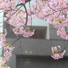 spring for tokyoites 2024
