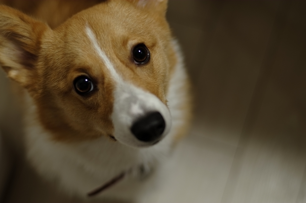ども。