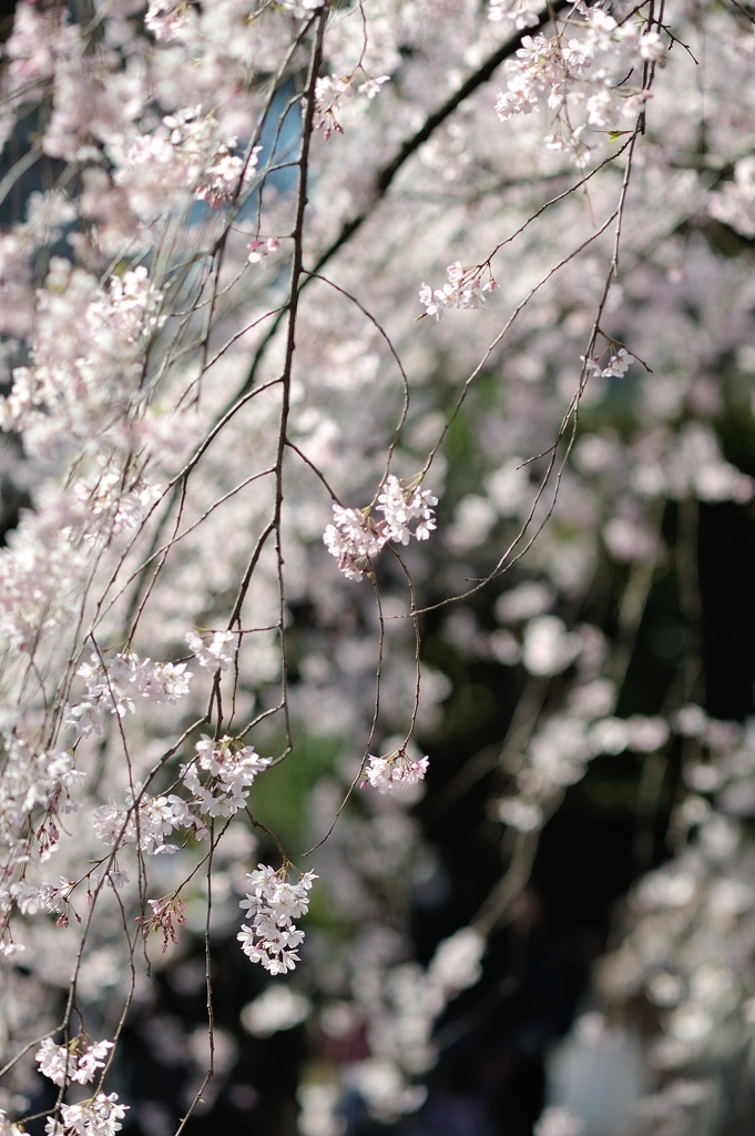 spring for tokyoites 2020