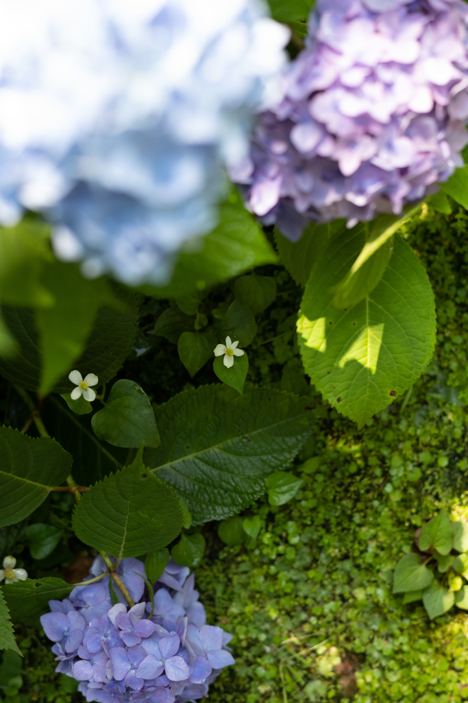 紫陽花の季節