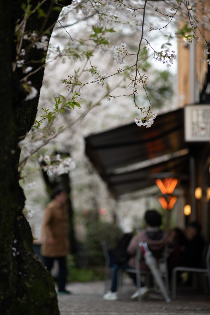 spring for tokyoites 2025