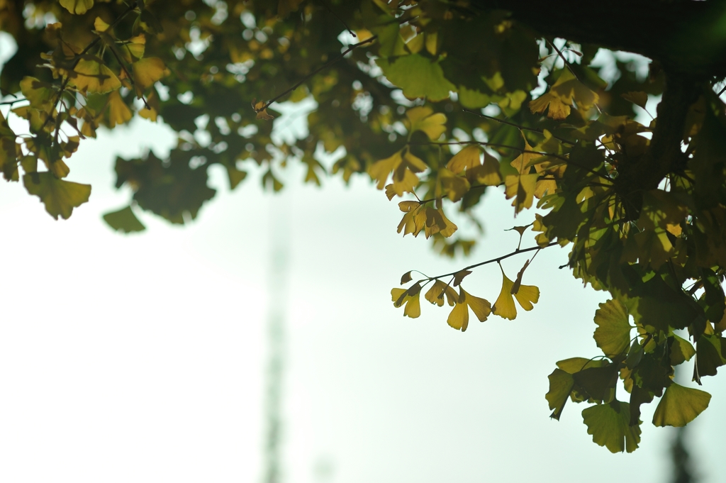 autumn for tokyoites