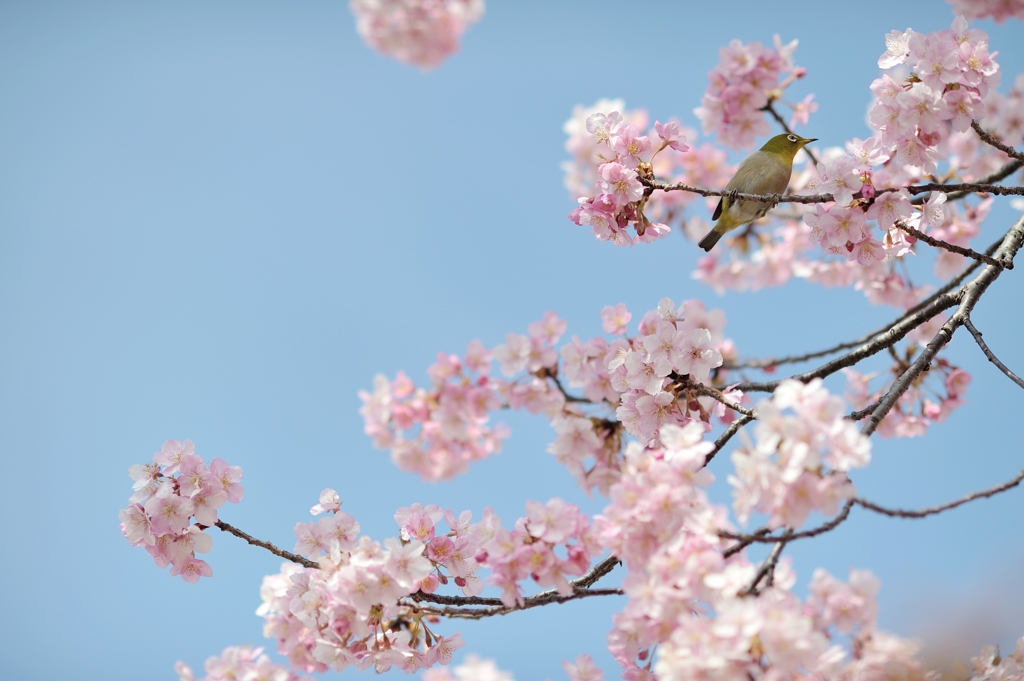 河津桜の季節