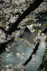 桜と川と朝の瞬き