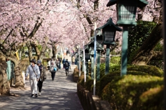 spring for tokyoites 2024