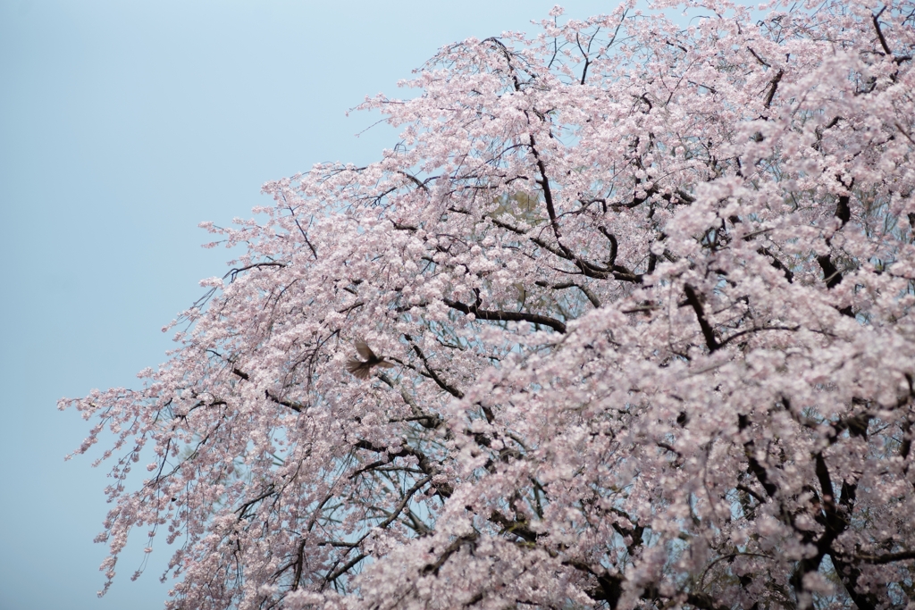 spring for tokyoites 2025