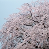 spring for tokyoites 2025