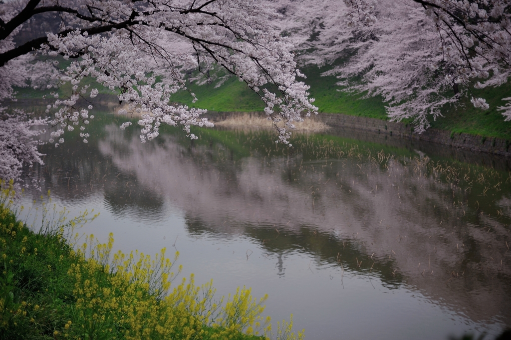 the Chidorigafuchi Moat