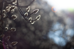 spring for tokyoites 2026