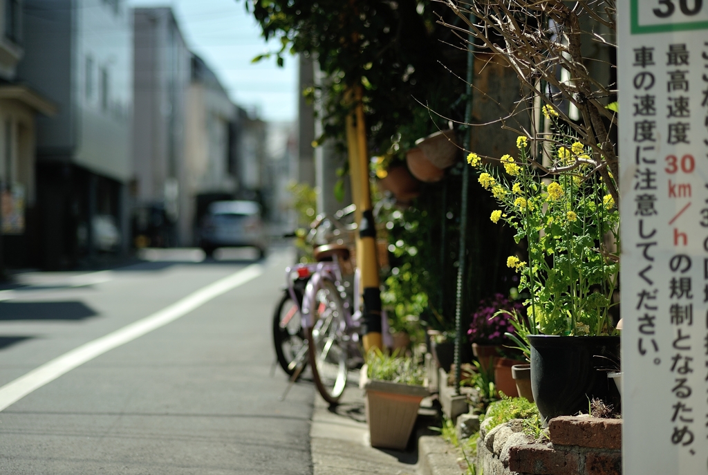 spring for tokyoites 2020