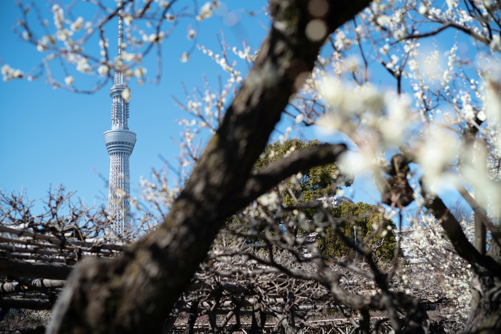 spring for tokyoites 2023