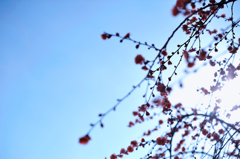 spring sunlight with ume blossoms