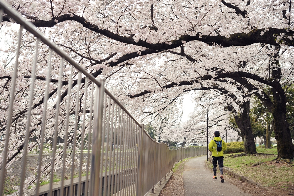 spring for tokyoites 2022