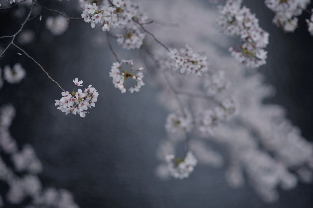spring for tokyoites 2021