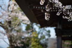 spring for tokyoites 2026