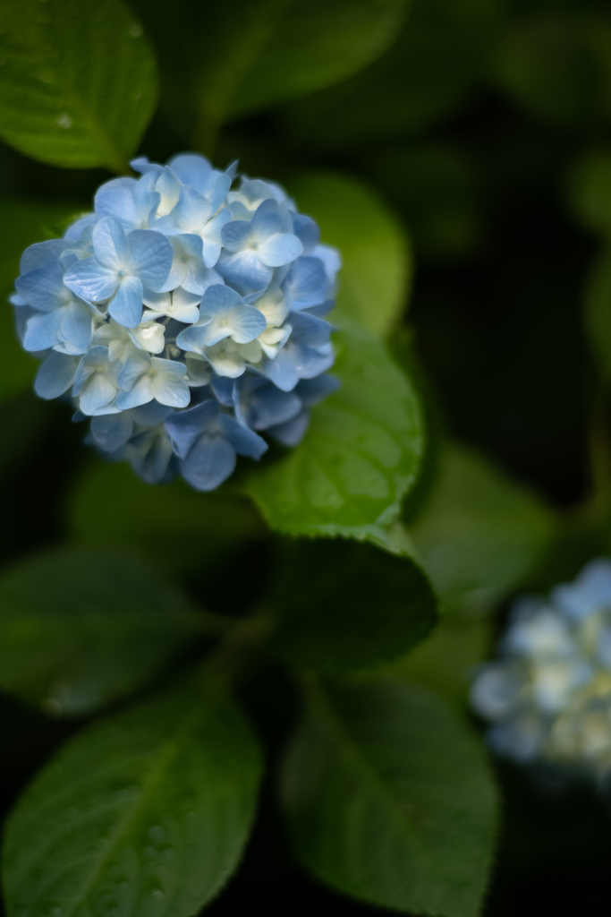 紫陽花の季節