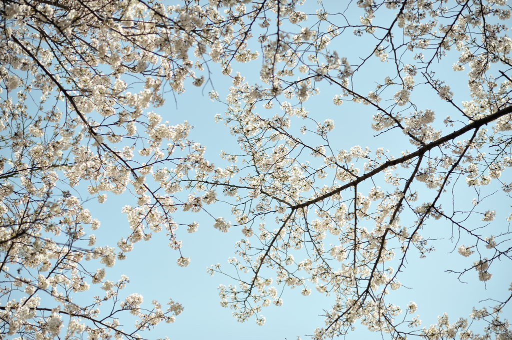 spring for tokyoites 2021