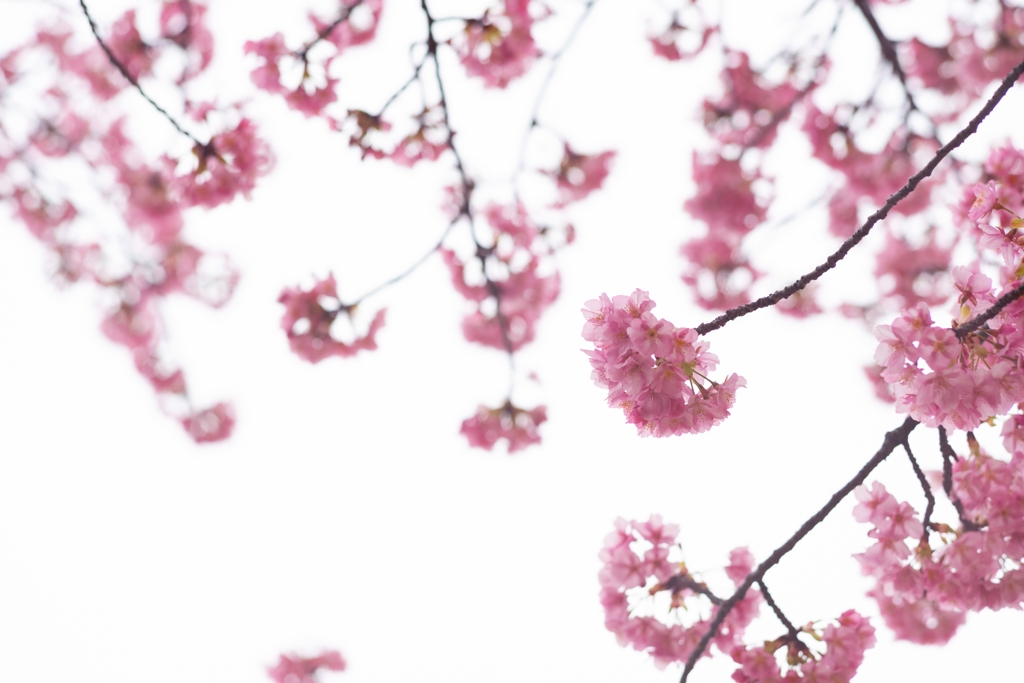 spring for tokyoites 2024