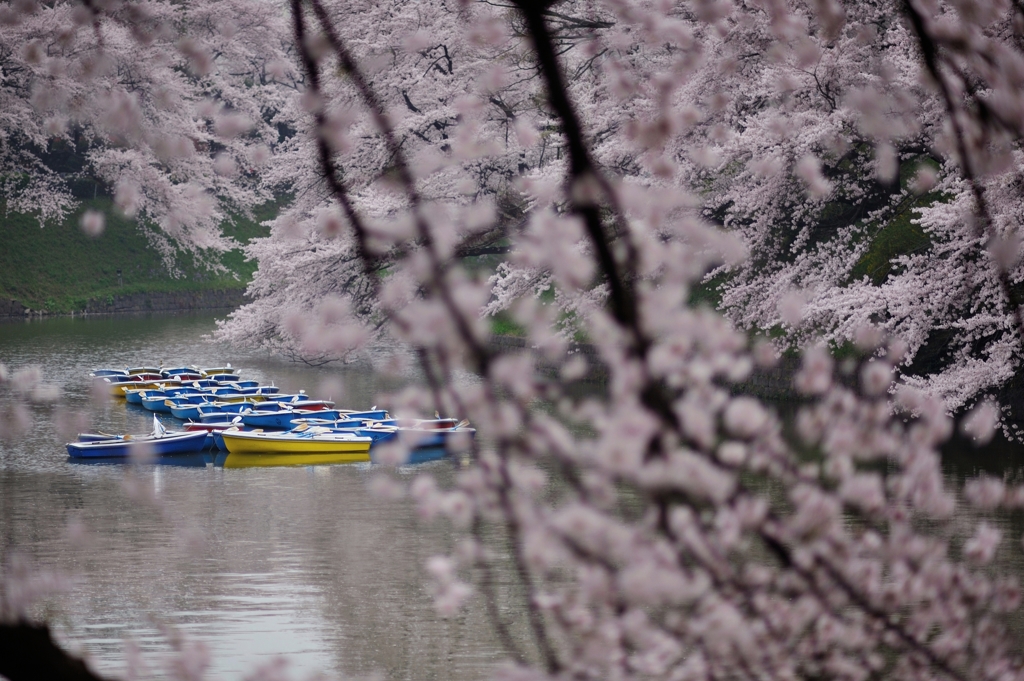 the Chidorigafuchi Moat