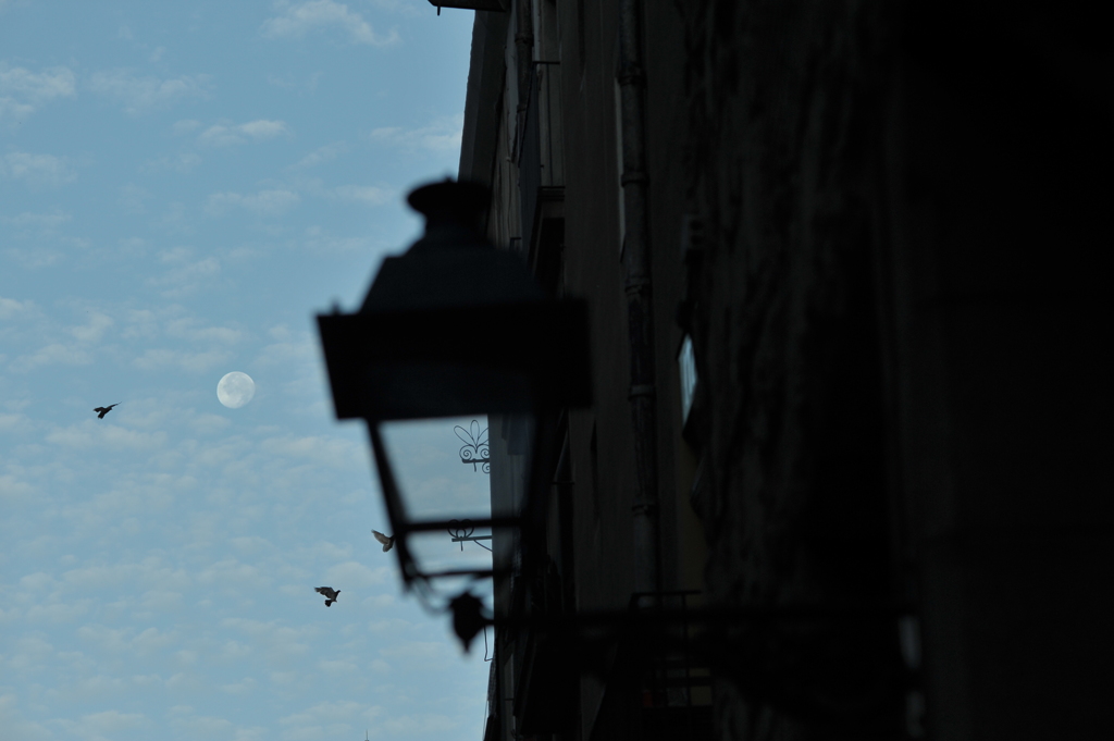 a moon and birds
