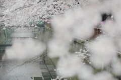 春霞
