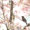 first humming
