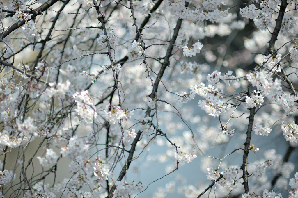 spring for tokyoites 2019