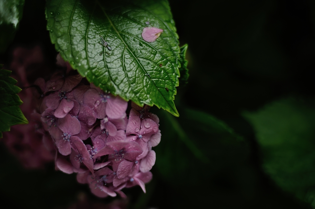 雨上がり