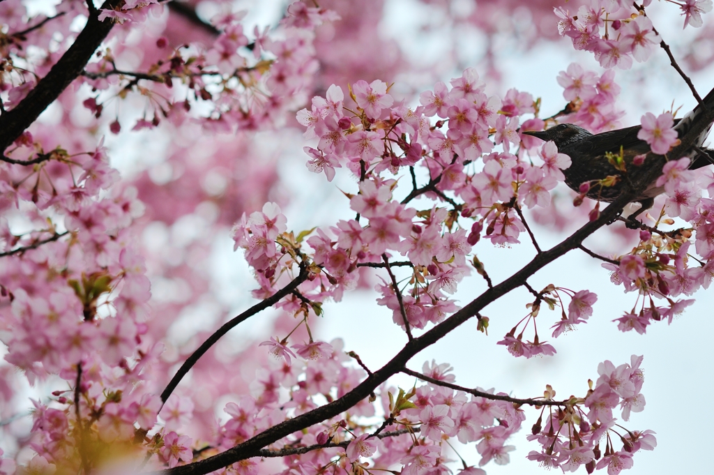 a bird in spring