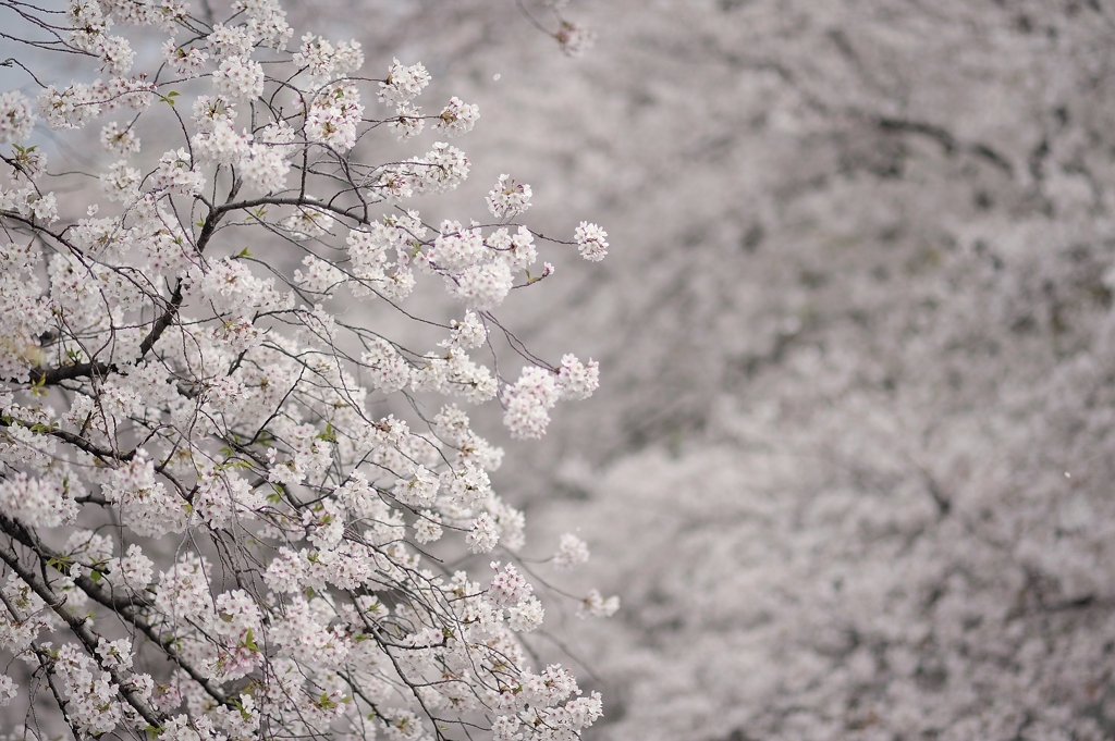 spring for tokyoites 2021