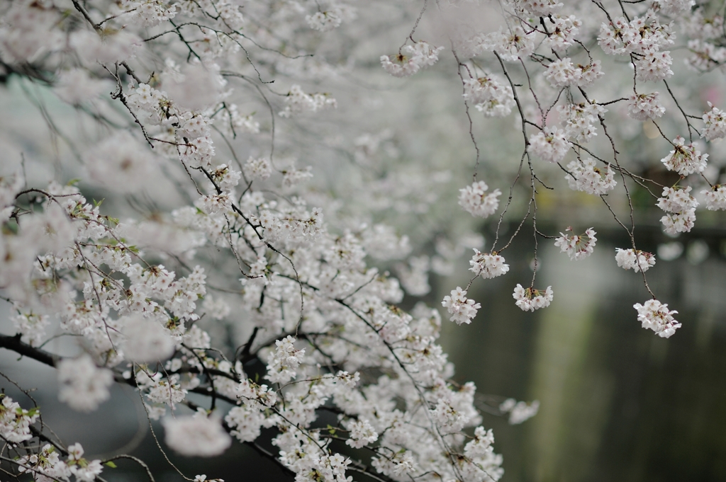 spring for tokyoites