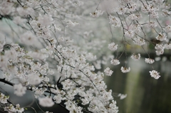 spring for tokyoites