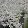 spring for tokyoites