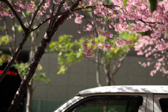 spring for tokyoites 2026