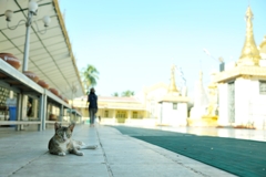 a monk cat