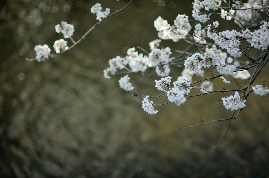 spring for tokyoites 2019