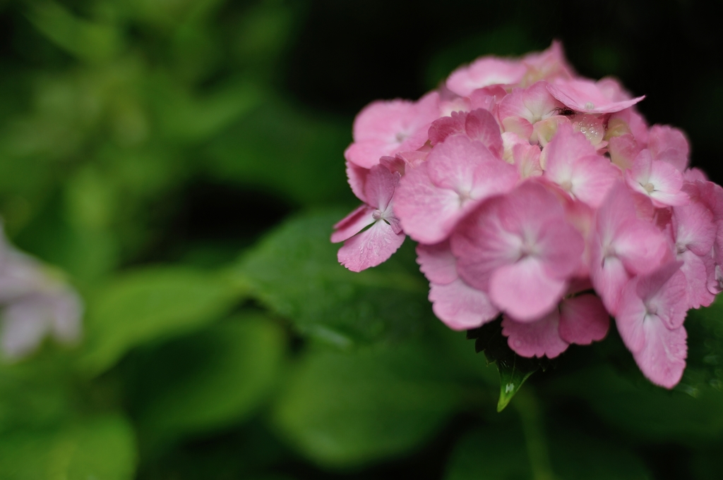 小さな雨やどり