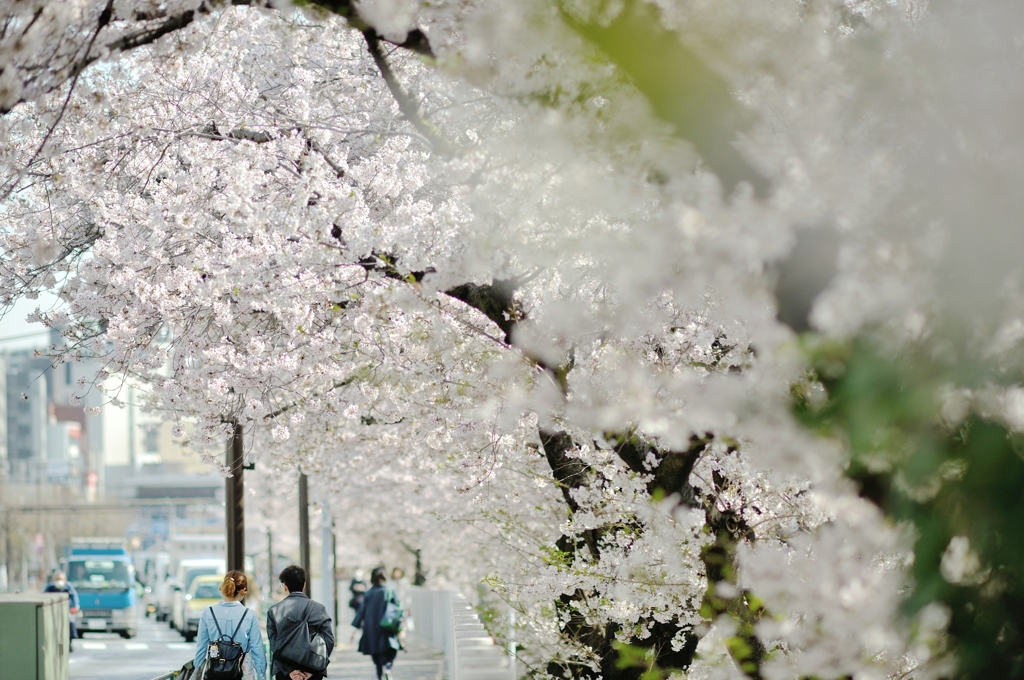 spring for tokyoites