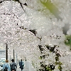 spring for tokyoites