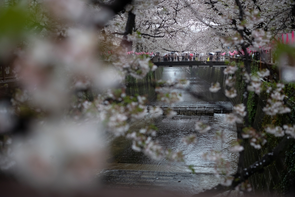 spring for tokyoites 2023