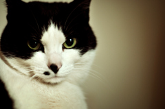 the cat