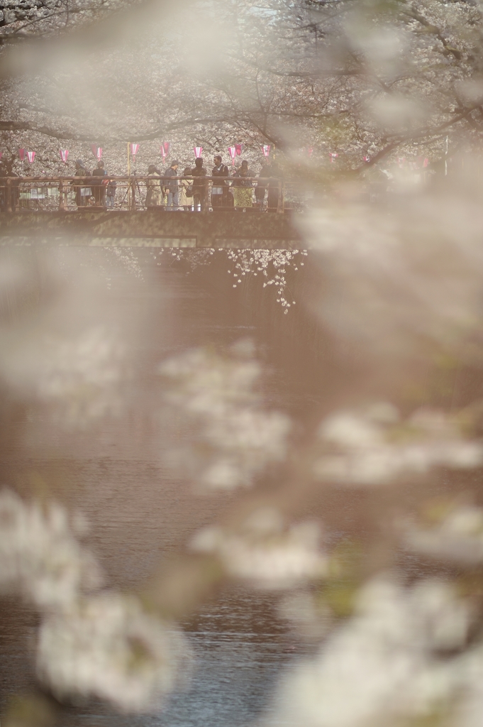 spring for tokyoites