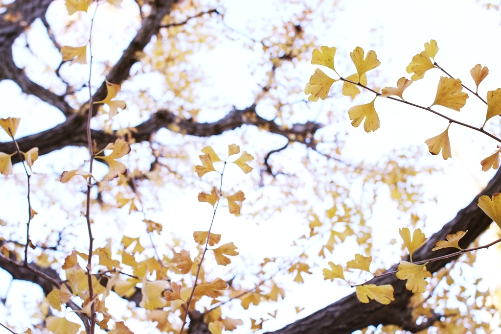autumn for tokyoites 2015