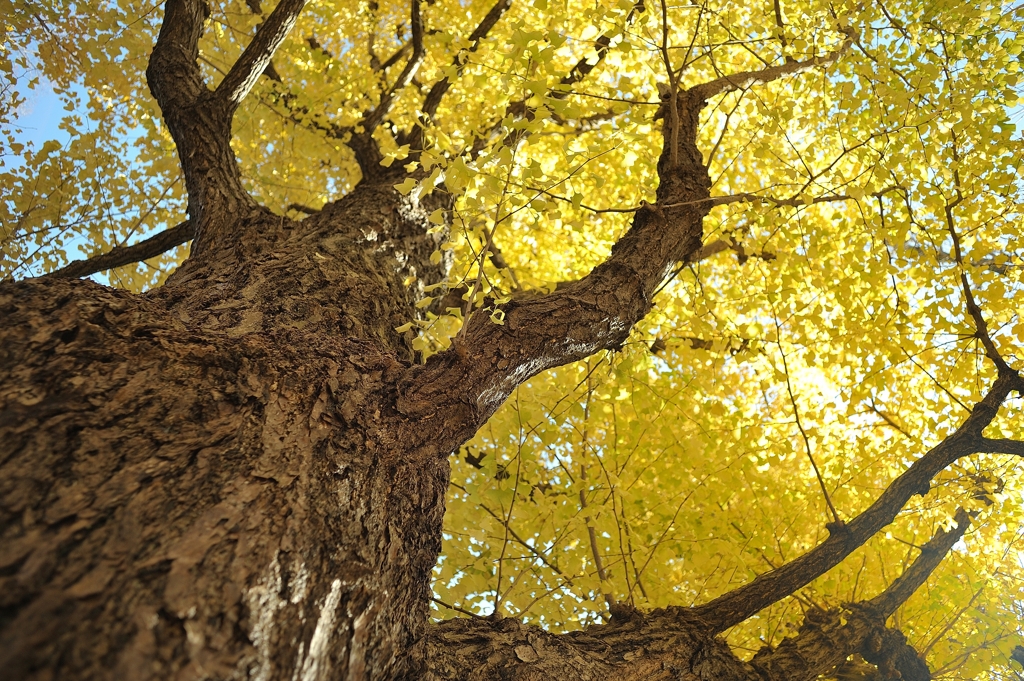 autumn for tokyoites 2021