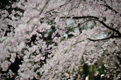 spring for tokyoites